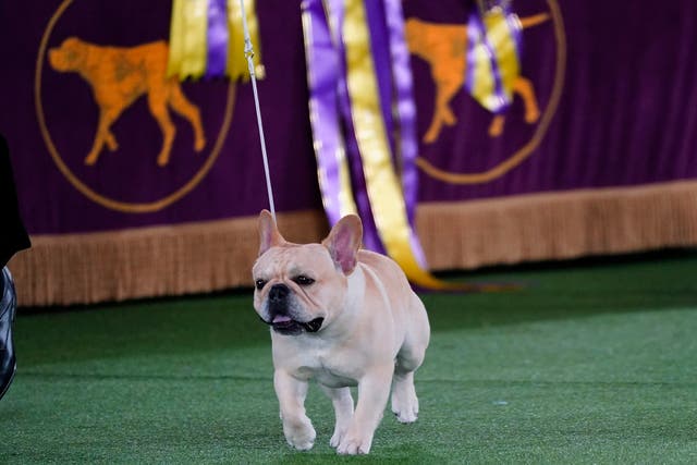 Westminster Dog Show-The Frenchie Connection