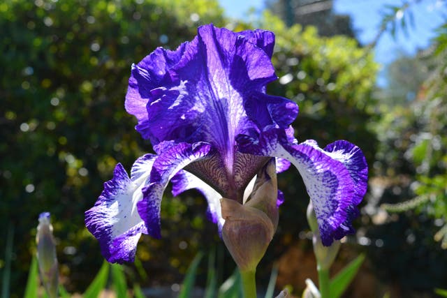 How to grow Chelsea Flower Show’s dazzling irises (Alamy/PA)