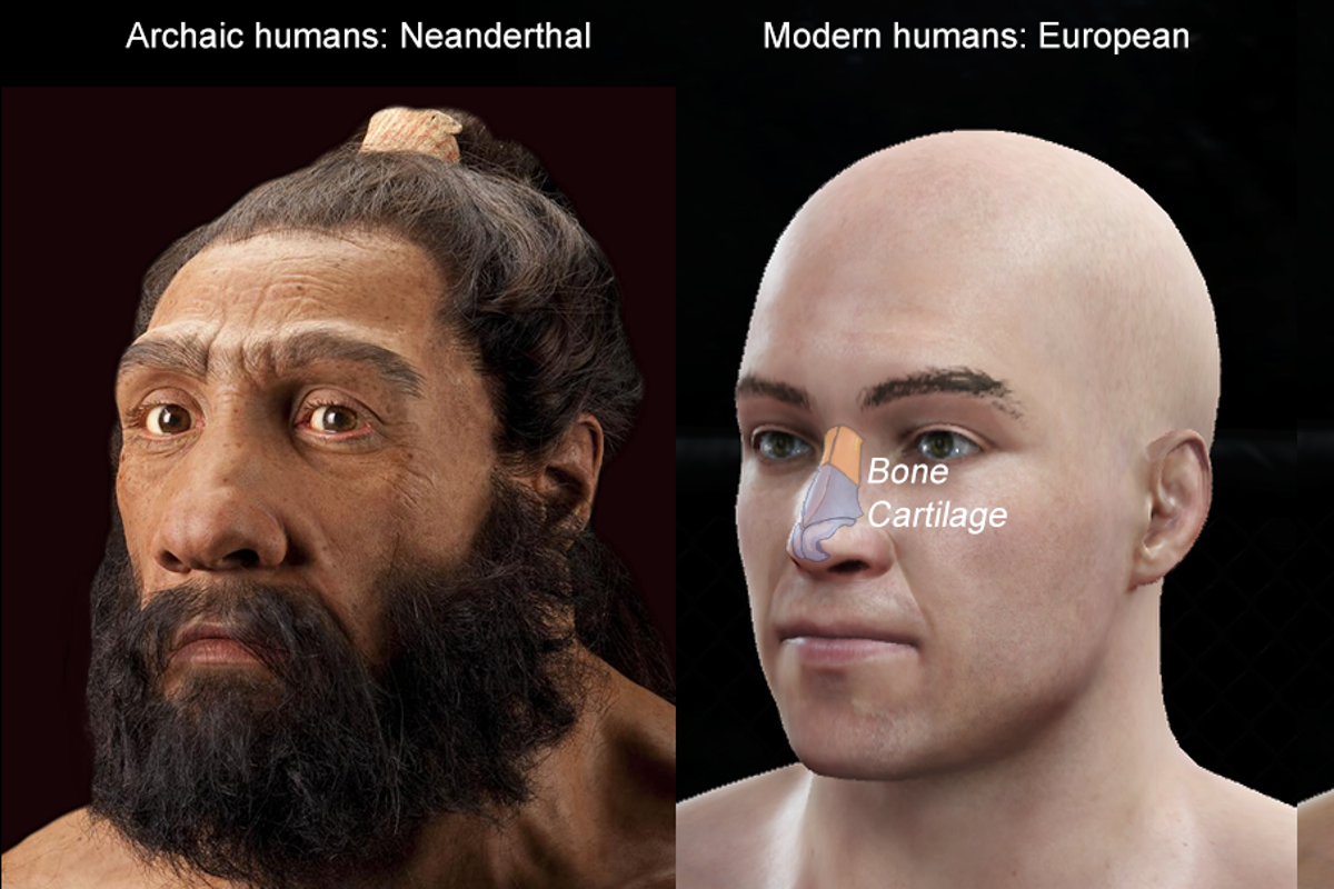 A study suggests that humans could have inherited their nose shape gene from Neanderthals.