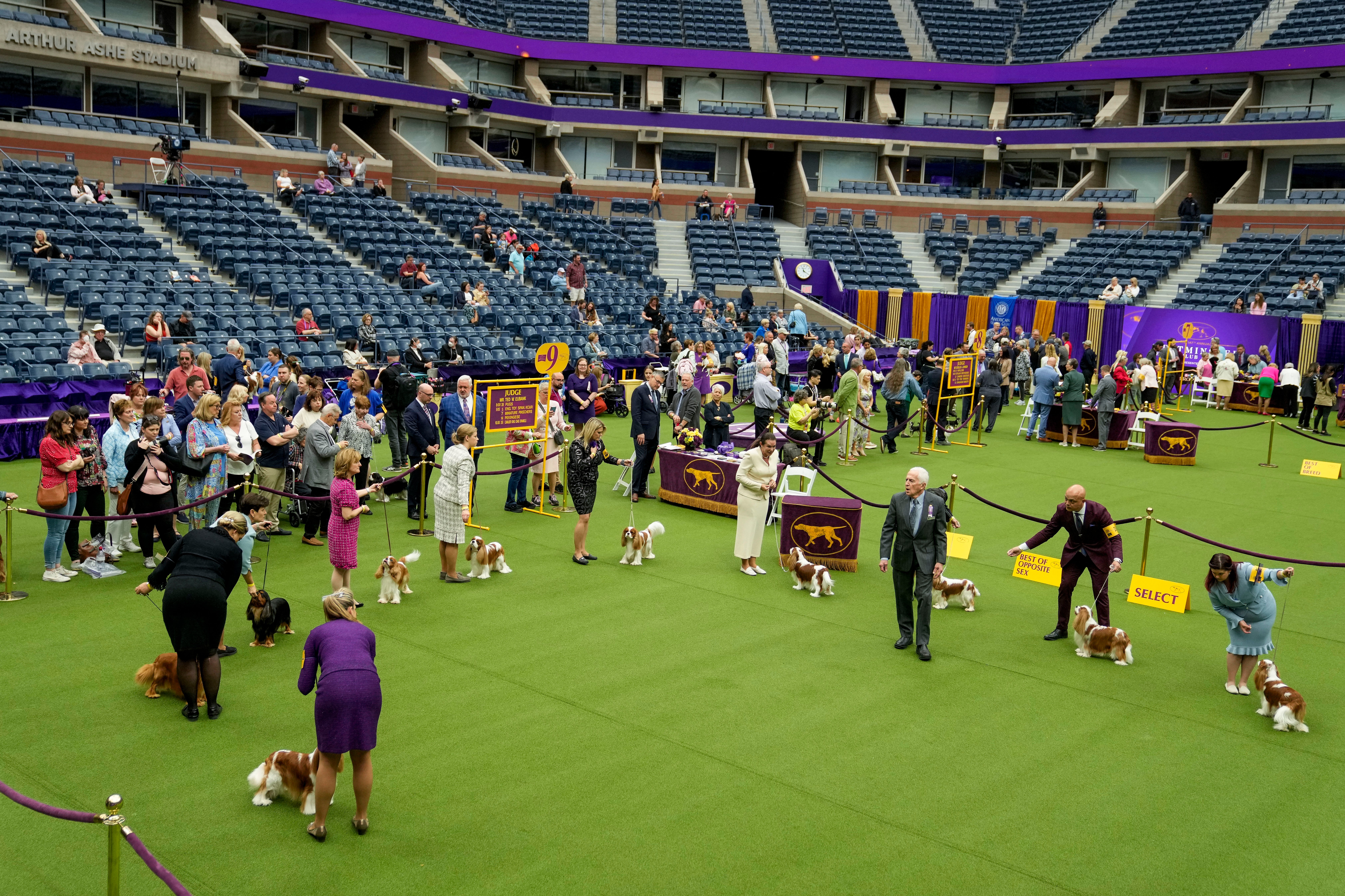 Westminster Dog Show