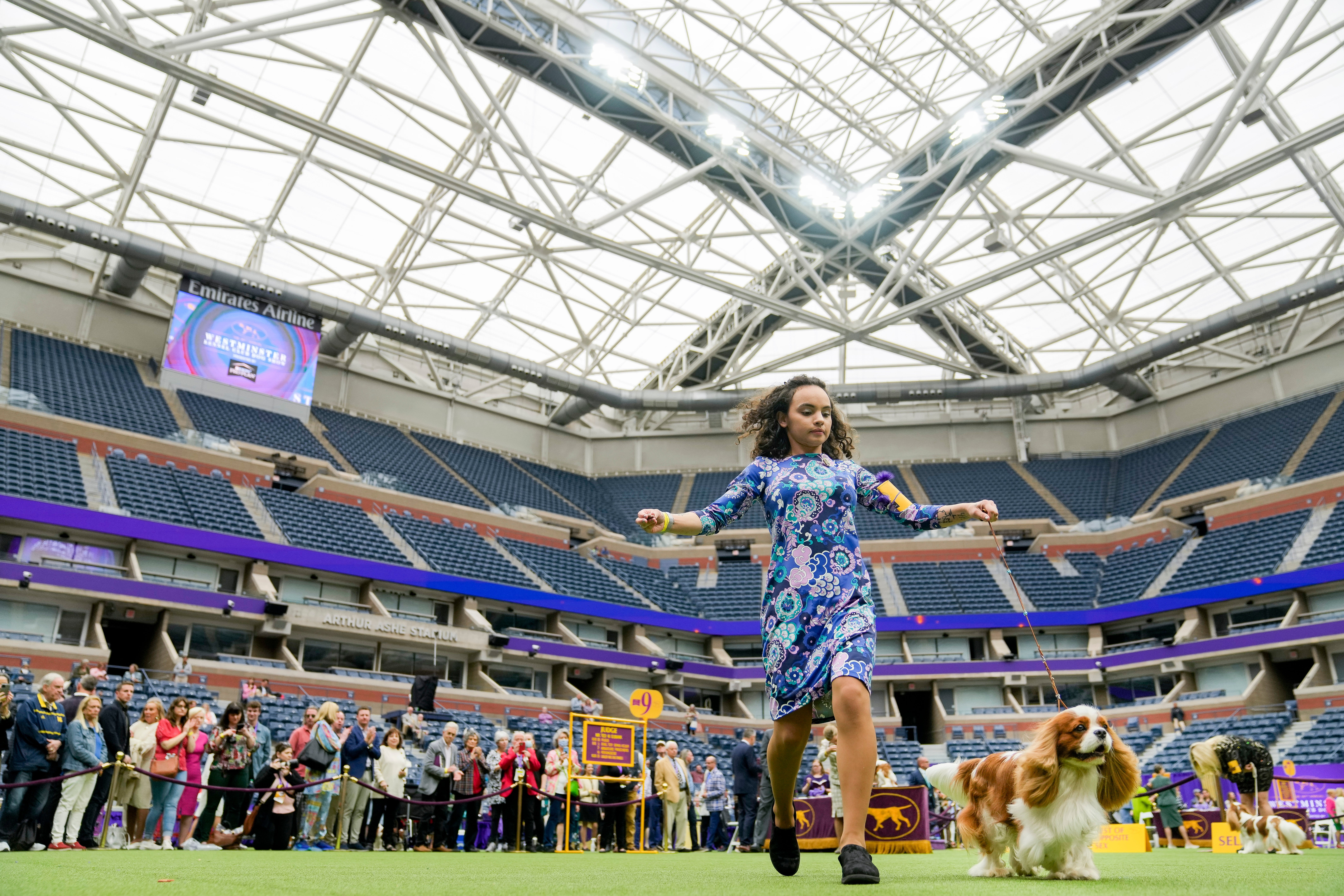 Westminster Dog Show