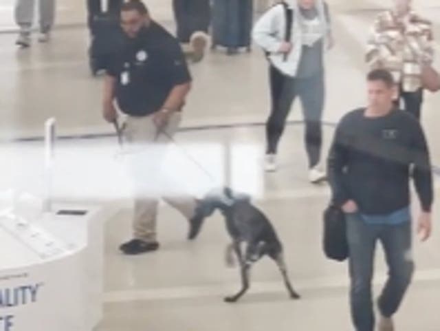 <p>A TSA agent pulls sharply on a bomb-sniffing dog’s leash </p>