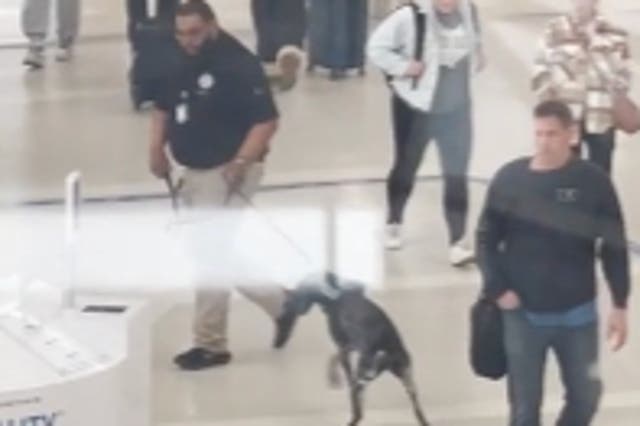 <p>A TSA agent pulls sharply on a bomb-sniffing dog’s leash </p>