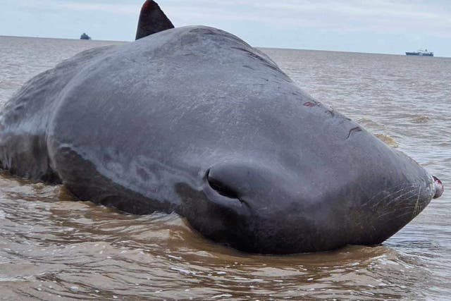 A sperm whale washed up on a beach in Lincolnshire in April (HMCG Cleethorpes)