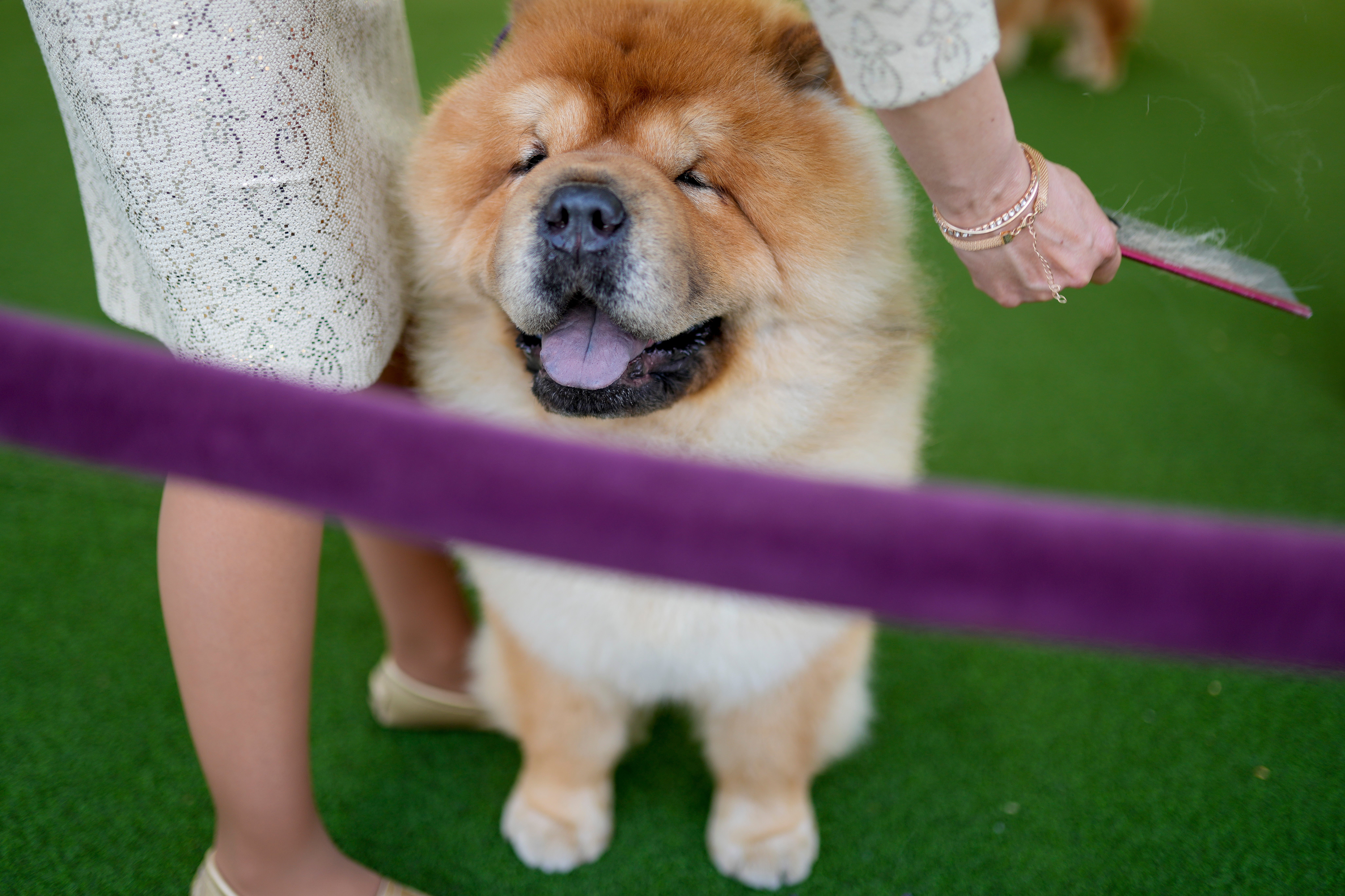 Westminster Dog Show