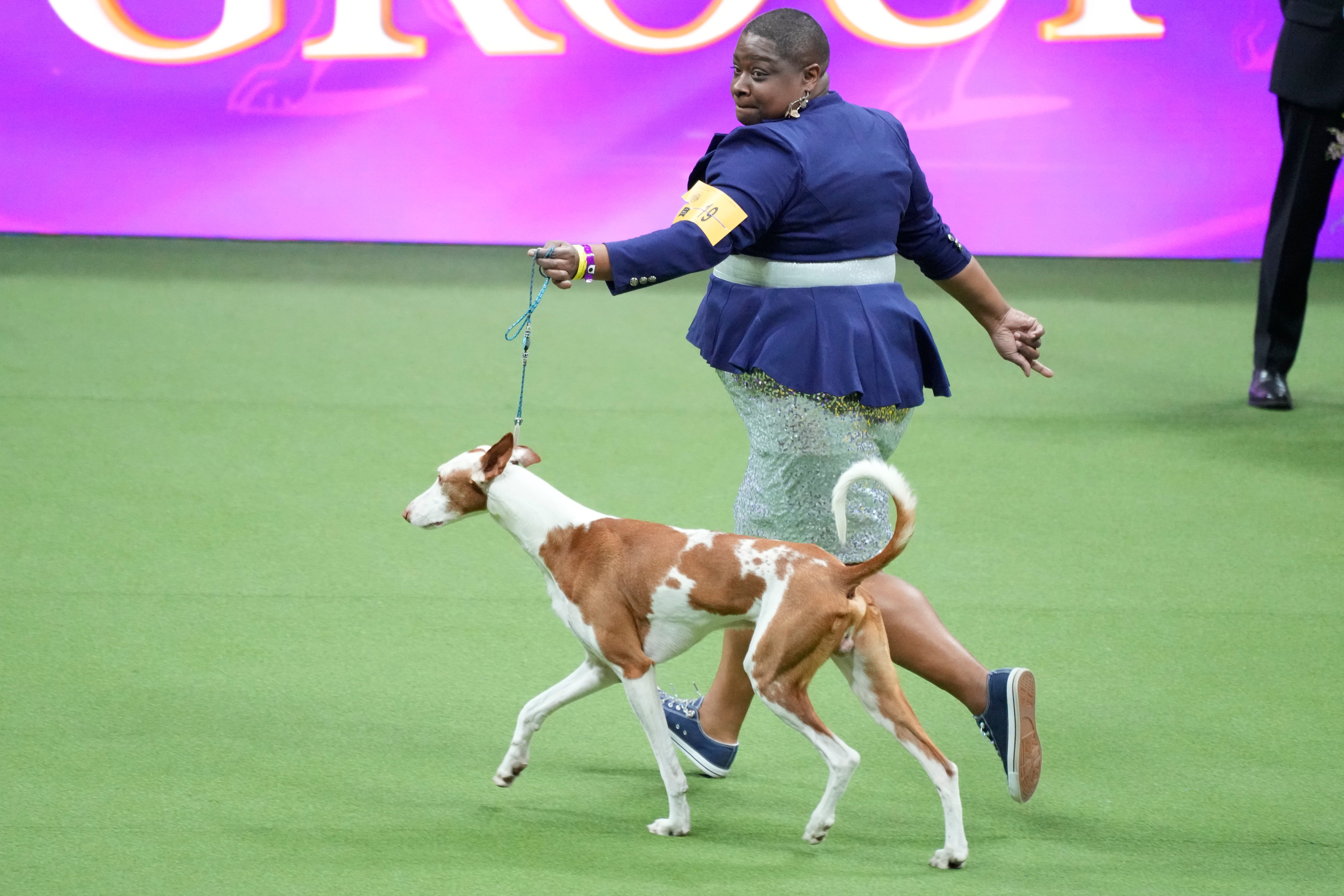 Westminster Dog Show