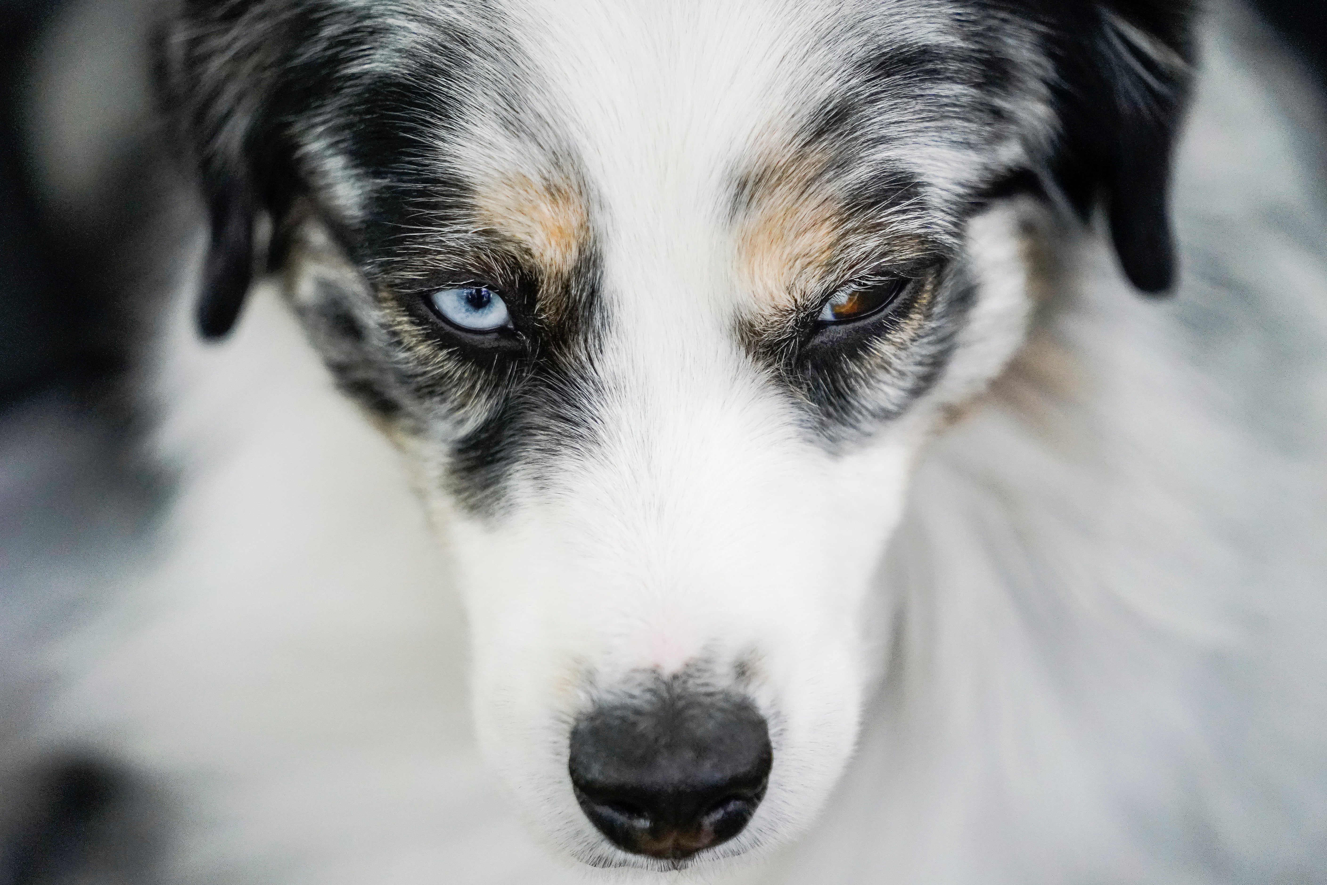 <p>Westminster Dog Show</p>