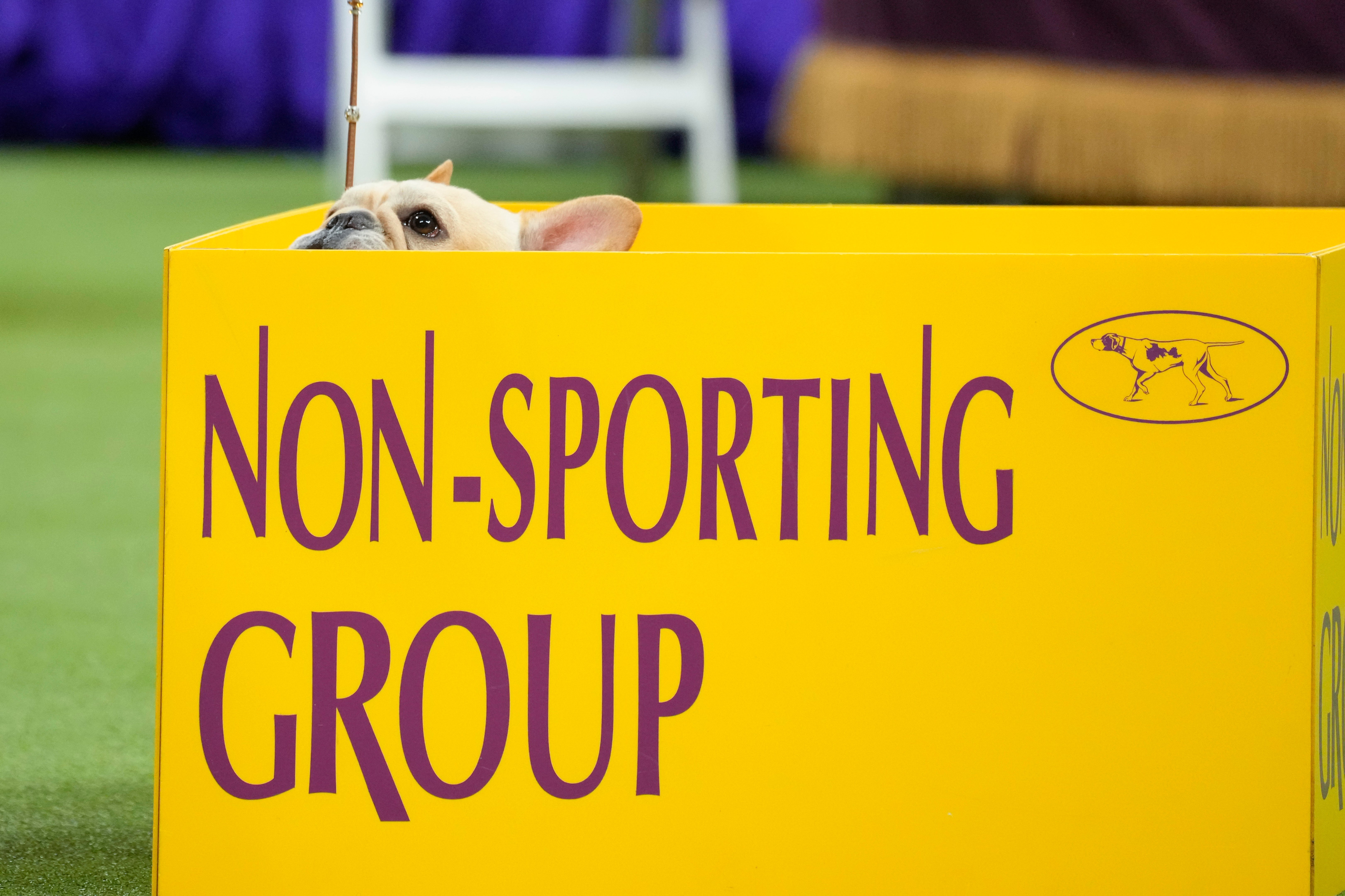 Westminster Dog Show