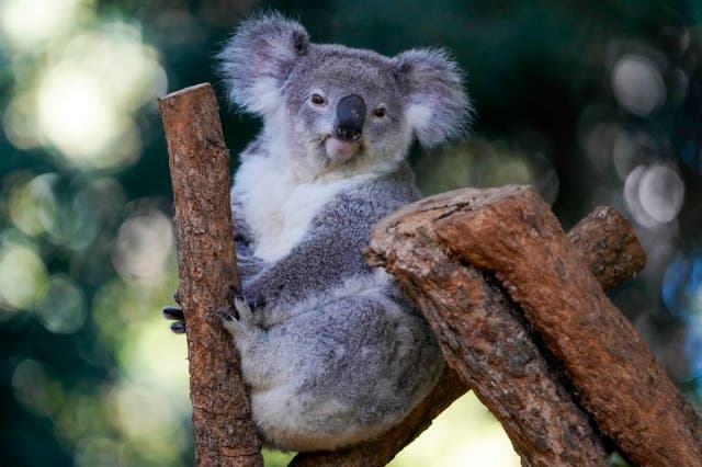 Koala Chlamydia Vaccinations