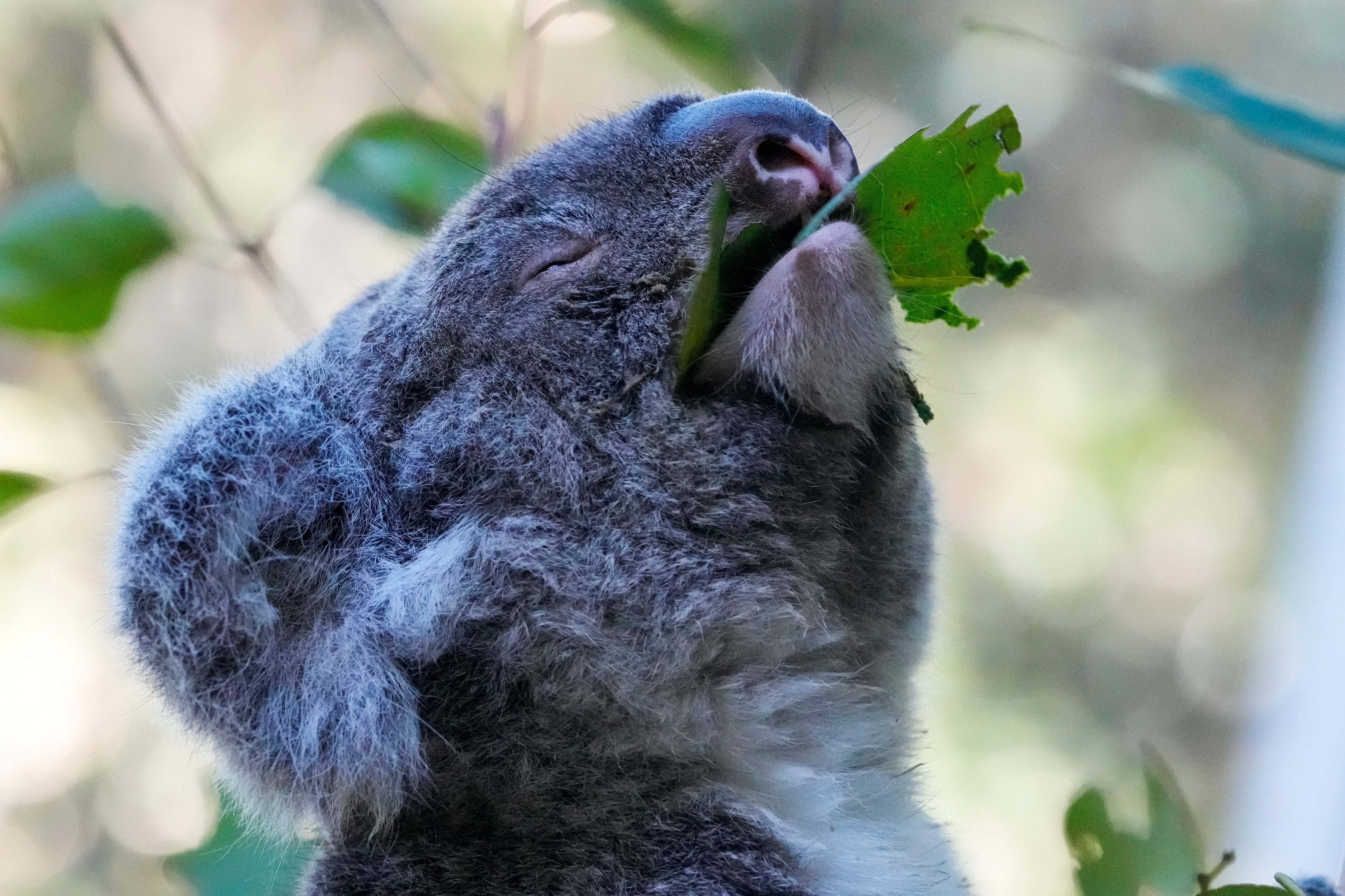 Koala Chlamydia Vaccinations