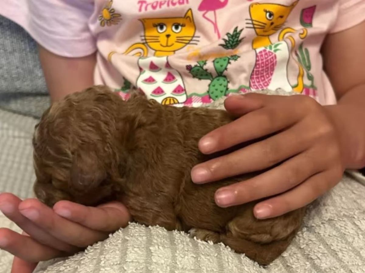 Runner rescues one-day-old puppy from park bin