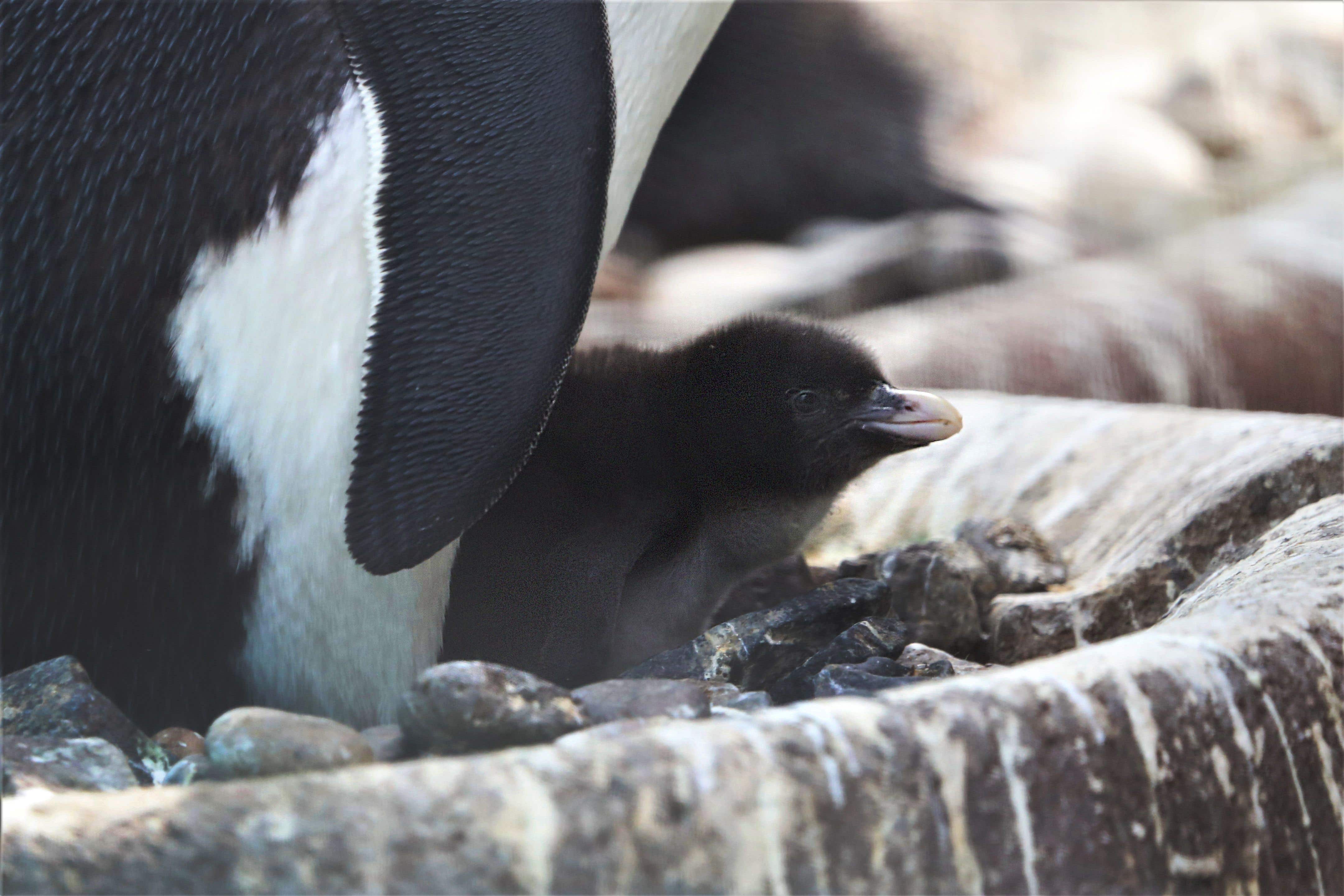 edinburgh-zoo-welcomes-first-penguin-chick-of-the-year-the-independent