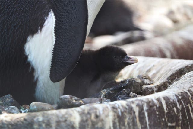 Edinburgh Zoo has welcomed its first penguin chick of the season (RZSS/PA)