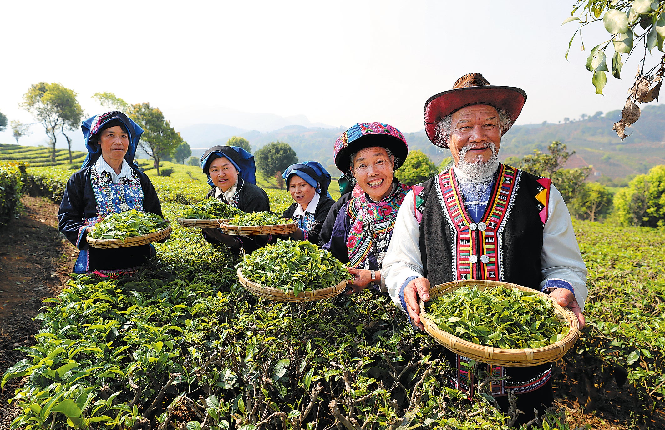 Tea growers enjoy a good harvest in their plantations in Pu'er city, Yunnan province