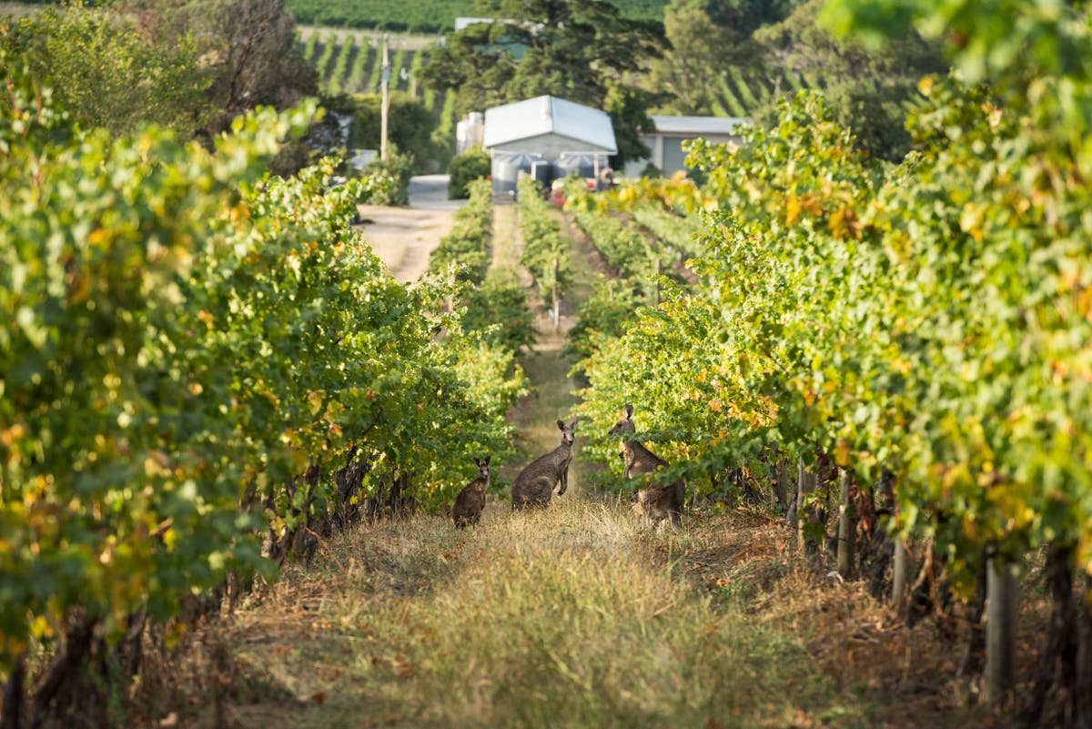 Food trails and vineyard tours in Melbourne and Victoria