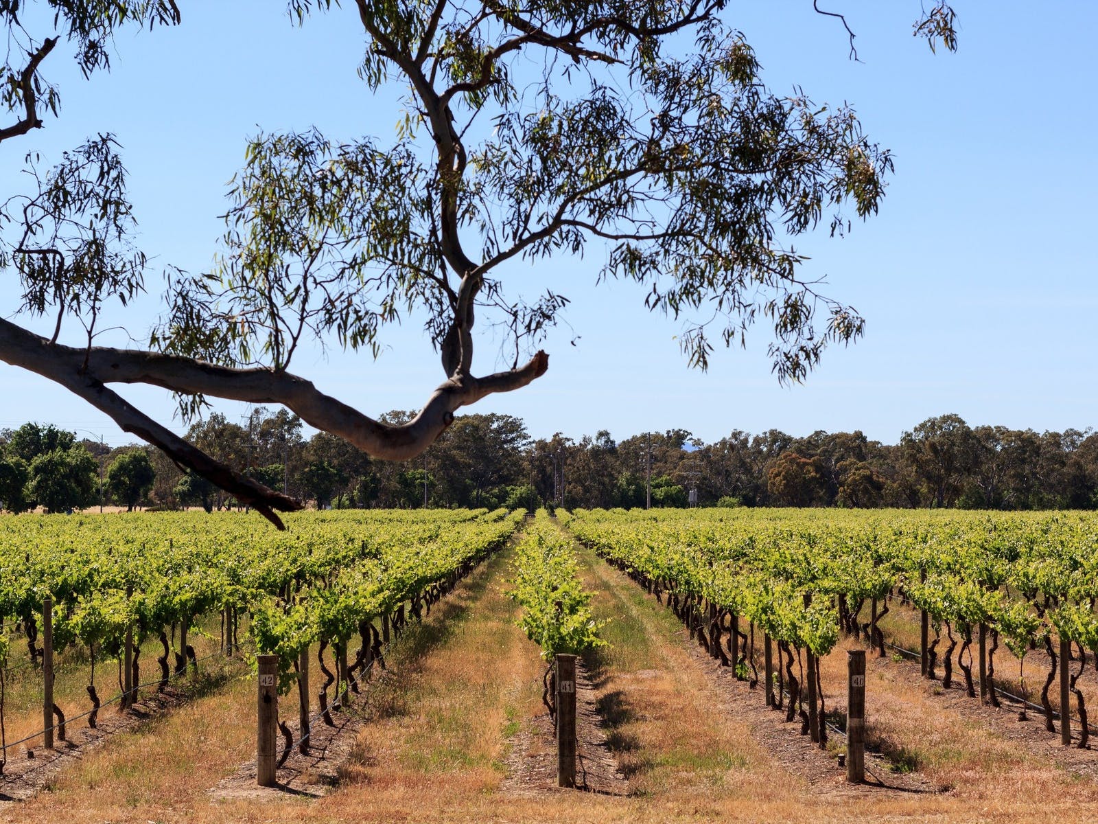 Over 250 wineries and 100 cellar doors dot the Shiraz Central region