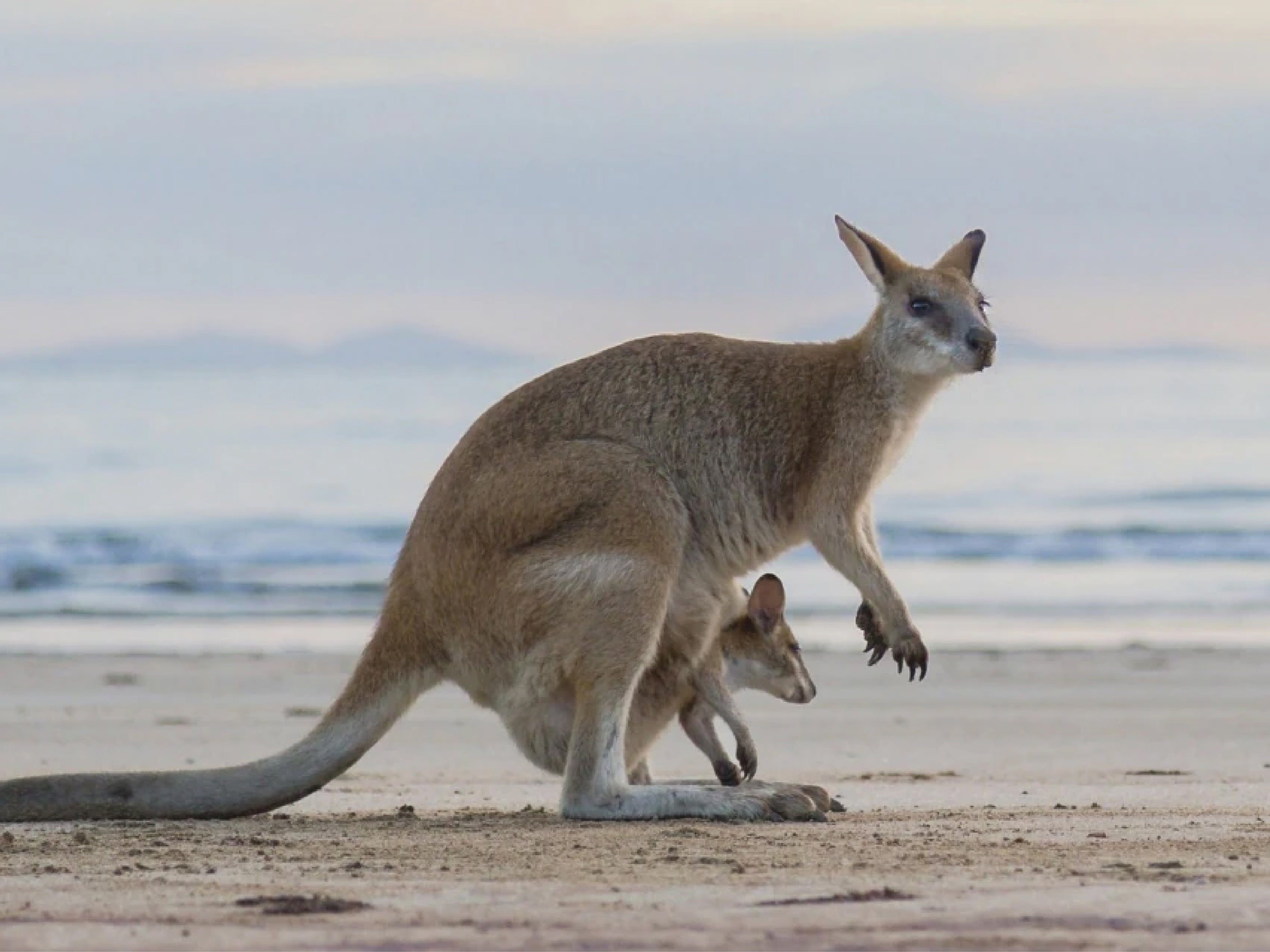 Victoria’s 100 reserves and parks, vast coastlines and rugged mountain ranges are home to some of Australia’s most iconic wildlife