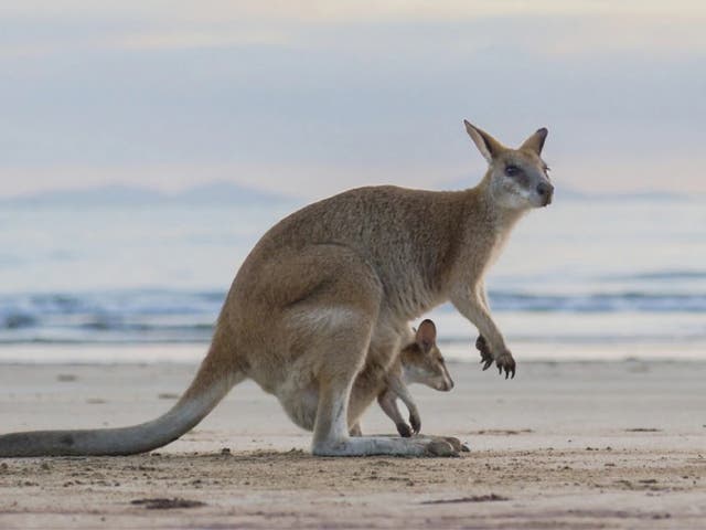 <p>Victoria’s 100 reserves and parks, vast coastlines and rugged mountain ranges are home to some of Australia’s most iconic wildlife </p>