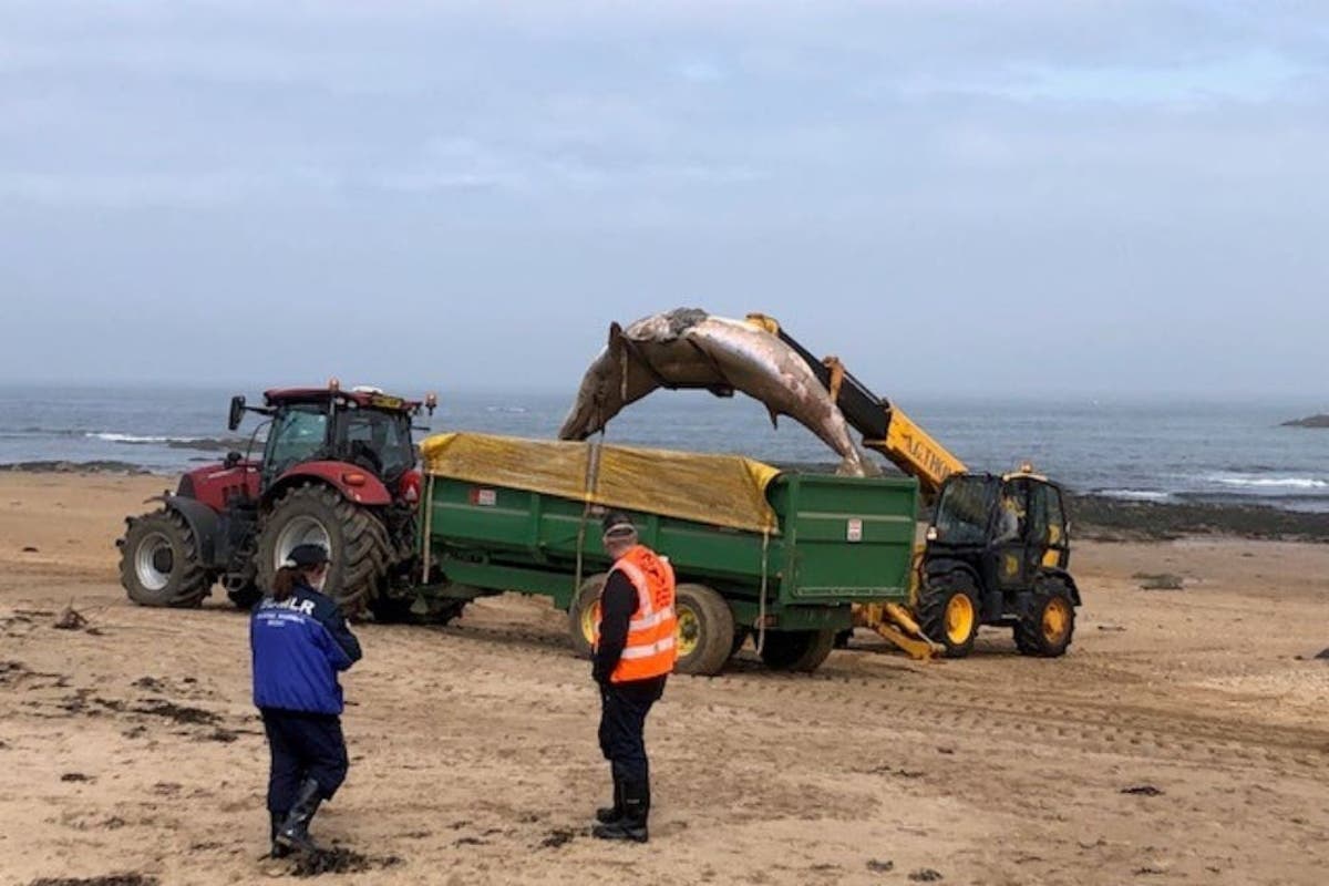 Beached whale had lesions which suggested entanglement, expert says