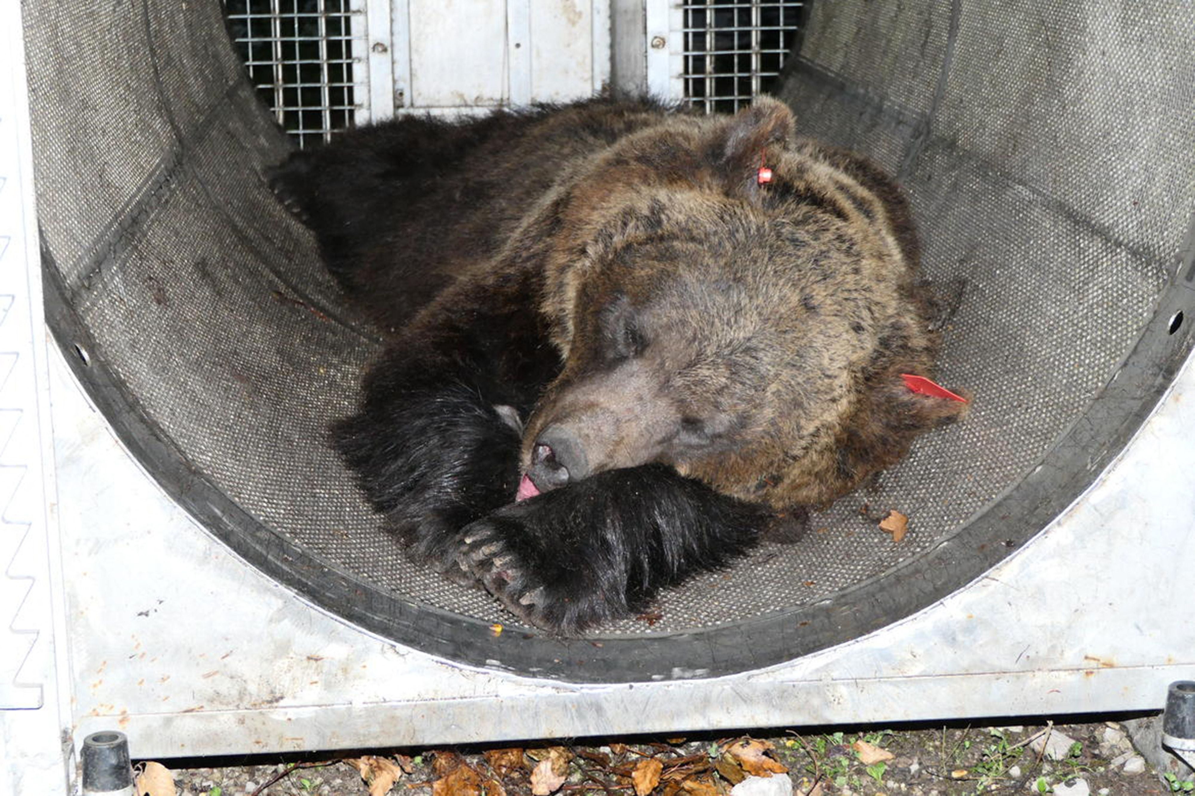 The bear, known as JJ4, was sedated in 2020 (pictured) after an attack - but she may not be the culprit this time