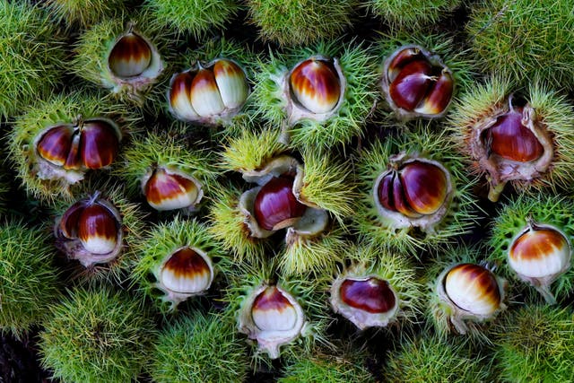 Sweet chestnut was introduced into the UK by the Romans though it now behaves like a native tree, particularly in South East England where it spreads through many woodlands by seed (Gareth Fuller/PA)