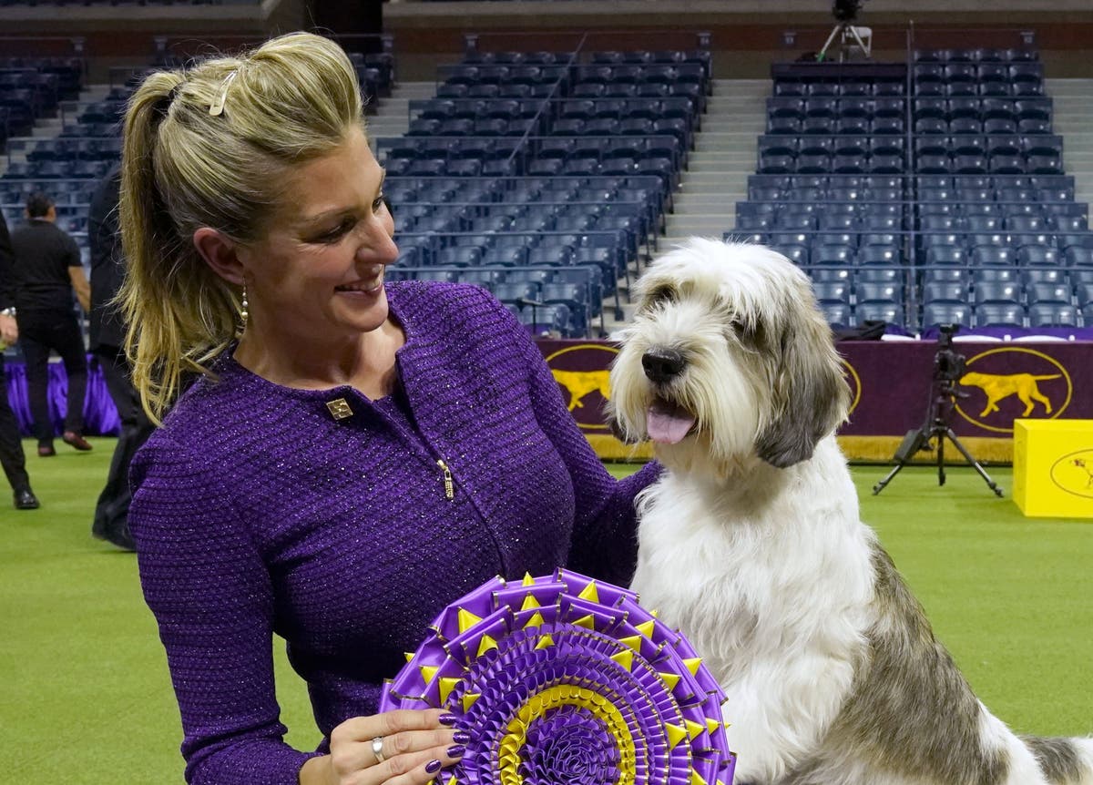 Petit basset griffon Vendéen Buddy Holly wins top prize at Westminster dog show The Independent