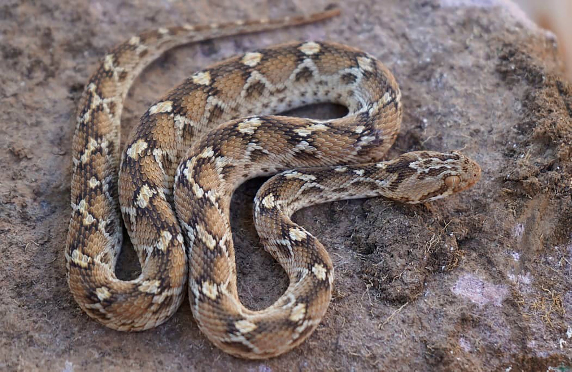 Sudan Trapped Animals