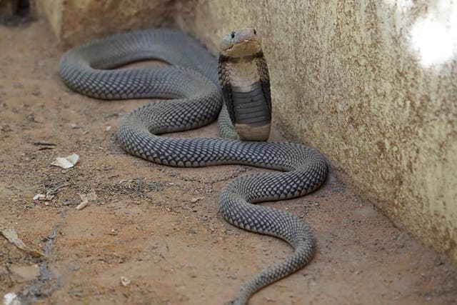 Sudan Trapped Animals