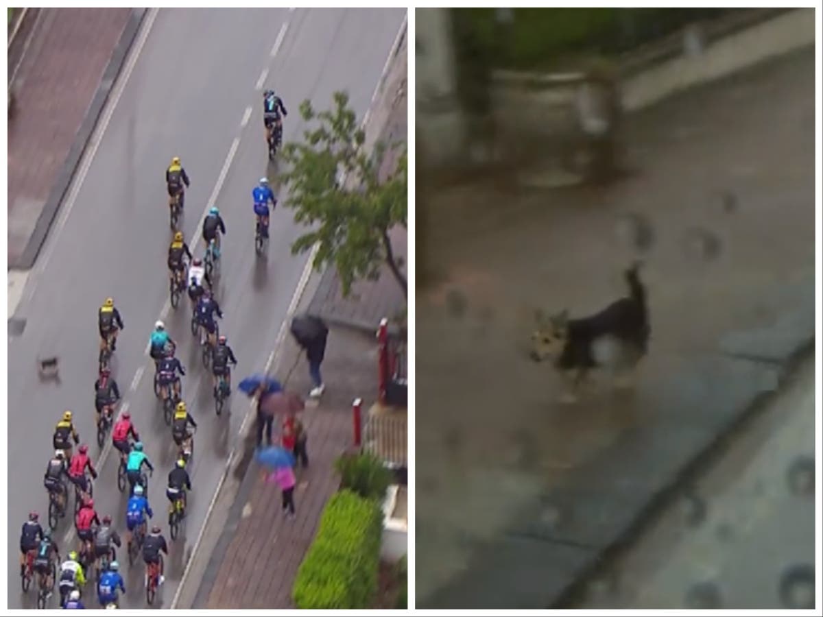 Dog on the loose brings down leading rider at Giro d’Italia Dog on the loose brings down leading rider at Giro d’Italia