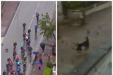 Dog on the loose brings down leading rider at Giro d’Italia
