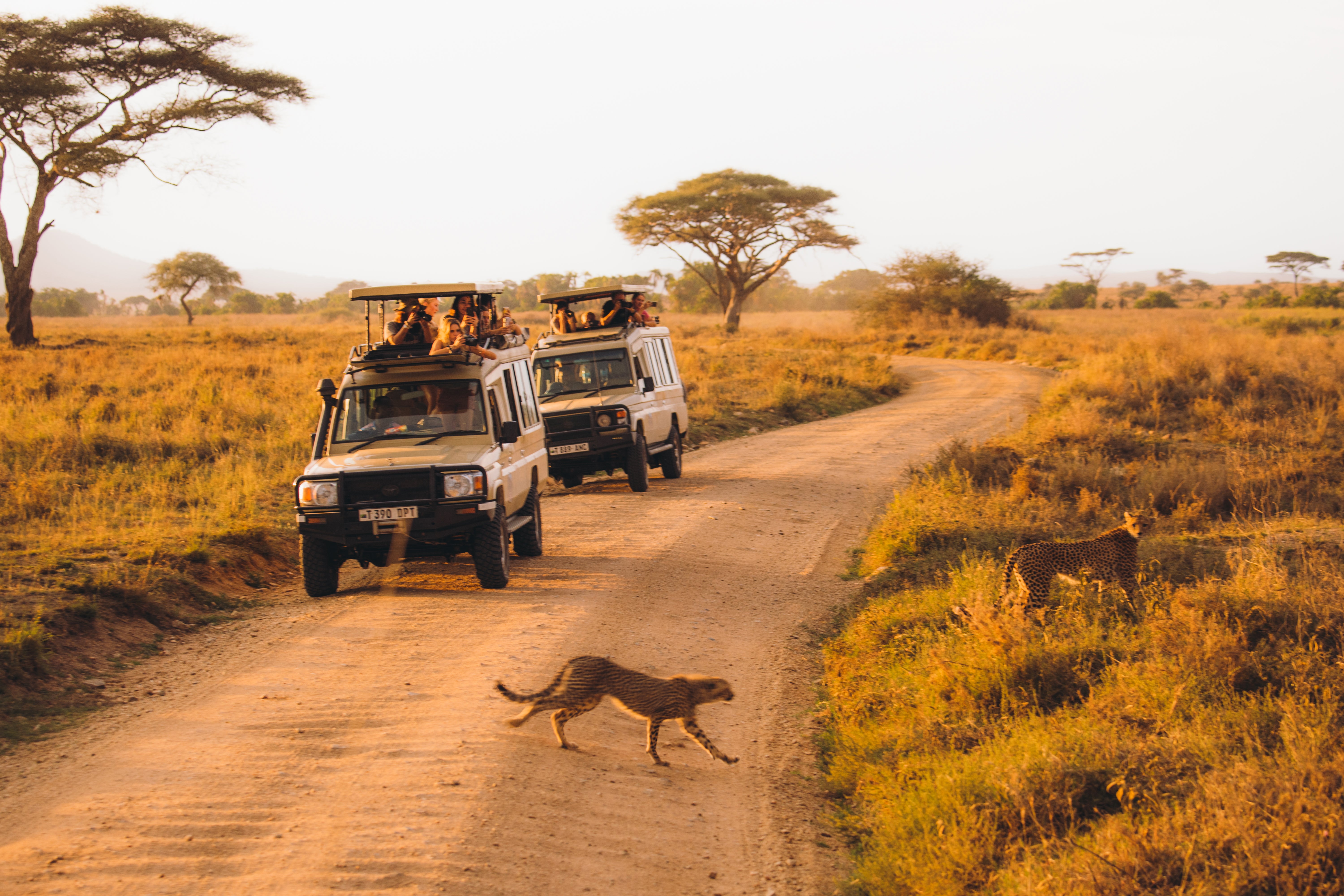 Tour the African savannah of the Serengeti National Park