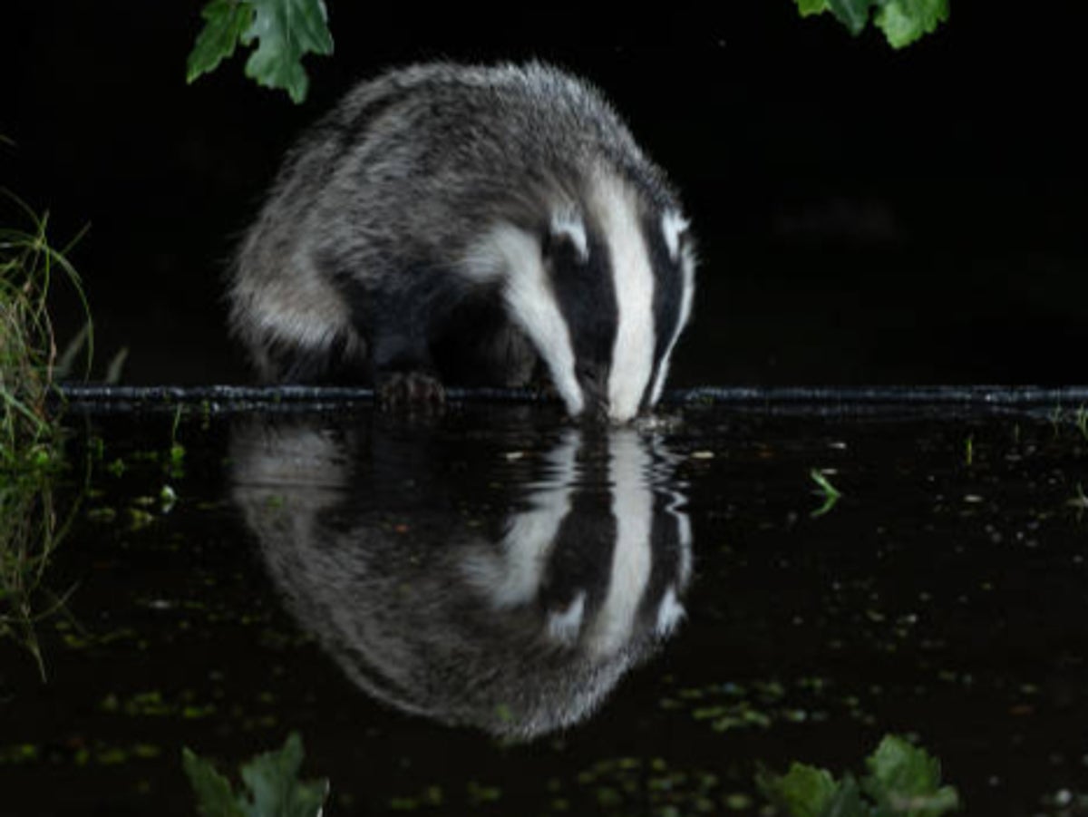 Government's badger cull plan is 'deeply flawed', damning report warns