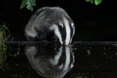 Government’s badger cull plan ‘deeply flawed’, damning report warns