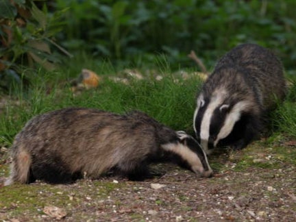 Tampering with a badger sett is an offence under the Protection of Badgers Act