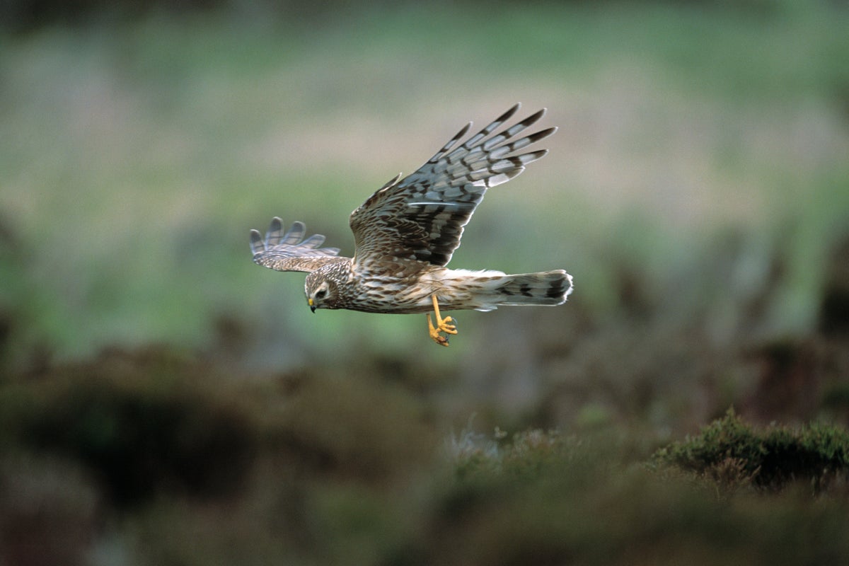 Illegal killing major cause of hen harrier deaths, study finds