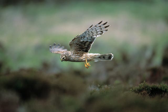 The researchers looked at hen harriers (Andy Hay/RSPB/PA)