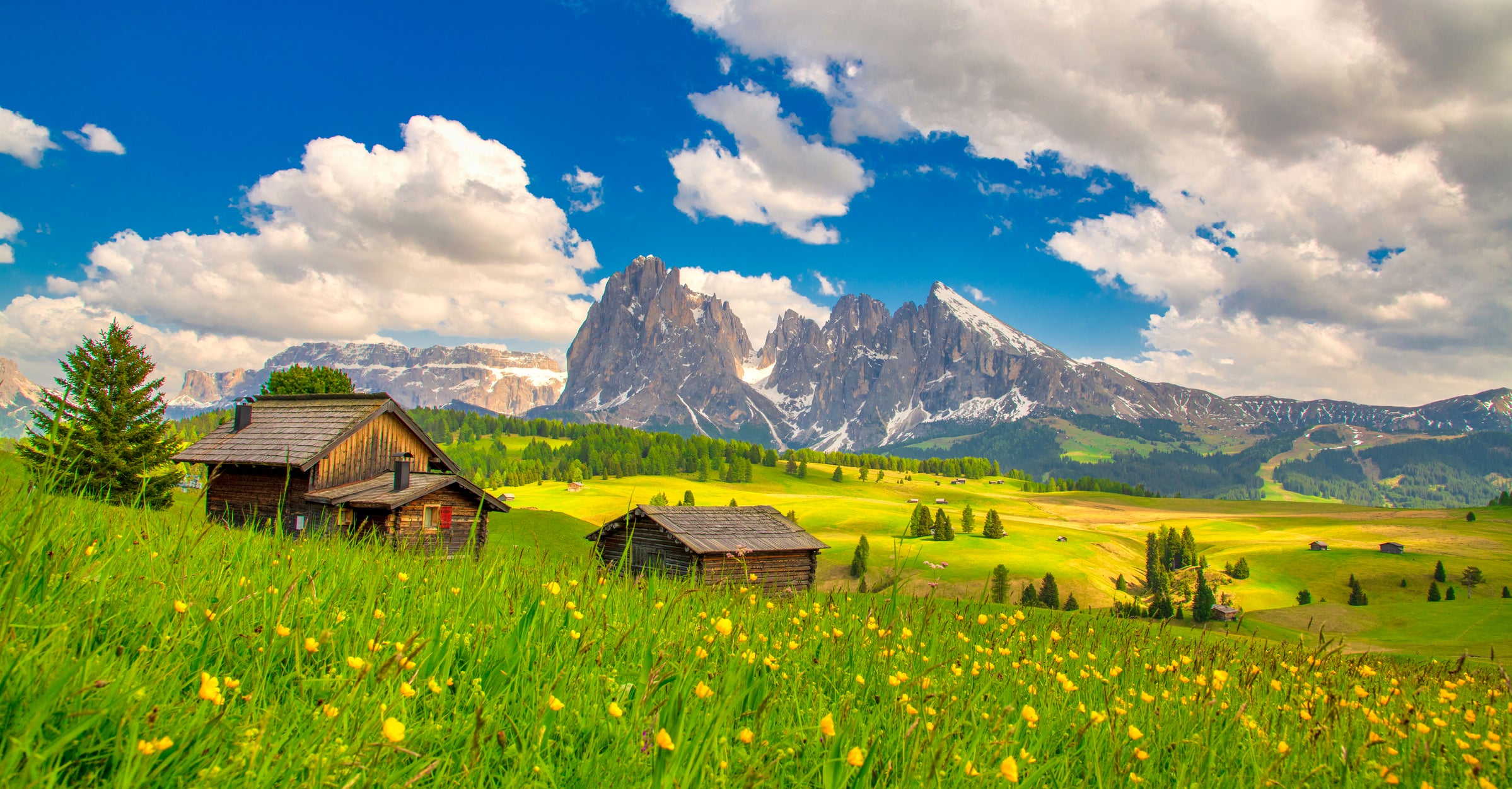 Tourism restrictions are being brought in to protect the wildflowers on the Alpe di Siusi