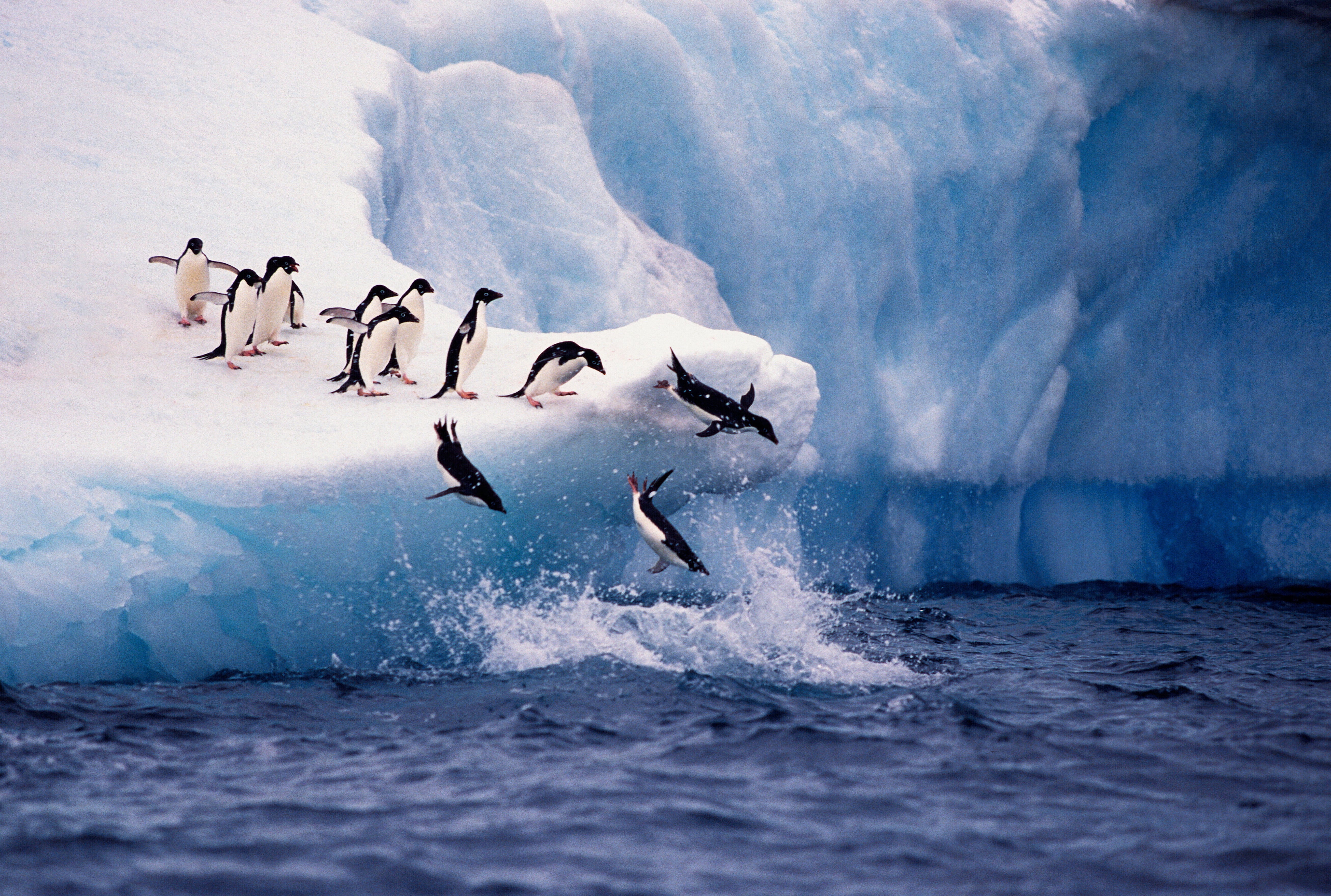 Adelie penguins are among the species threatened by the dramatic Antarctic change