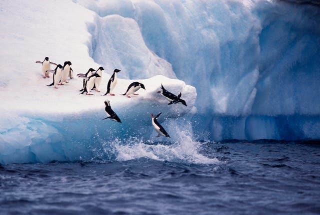 <p>Adelie penguins are among the species threatened by the dramatic Antarctic change </p>