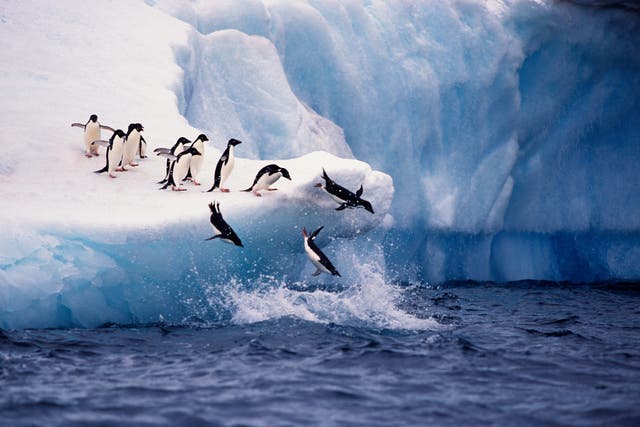 <p>Adelie penguins are among the species threatened by the dramatic Antarctic change </p>