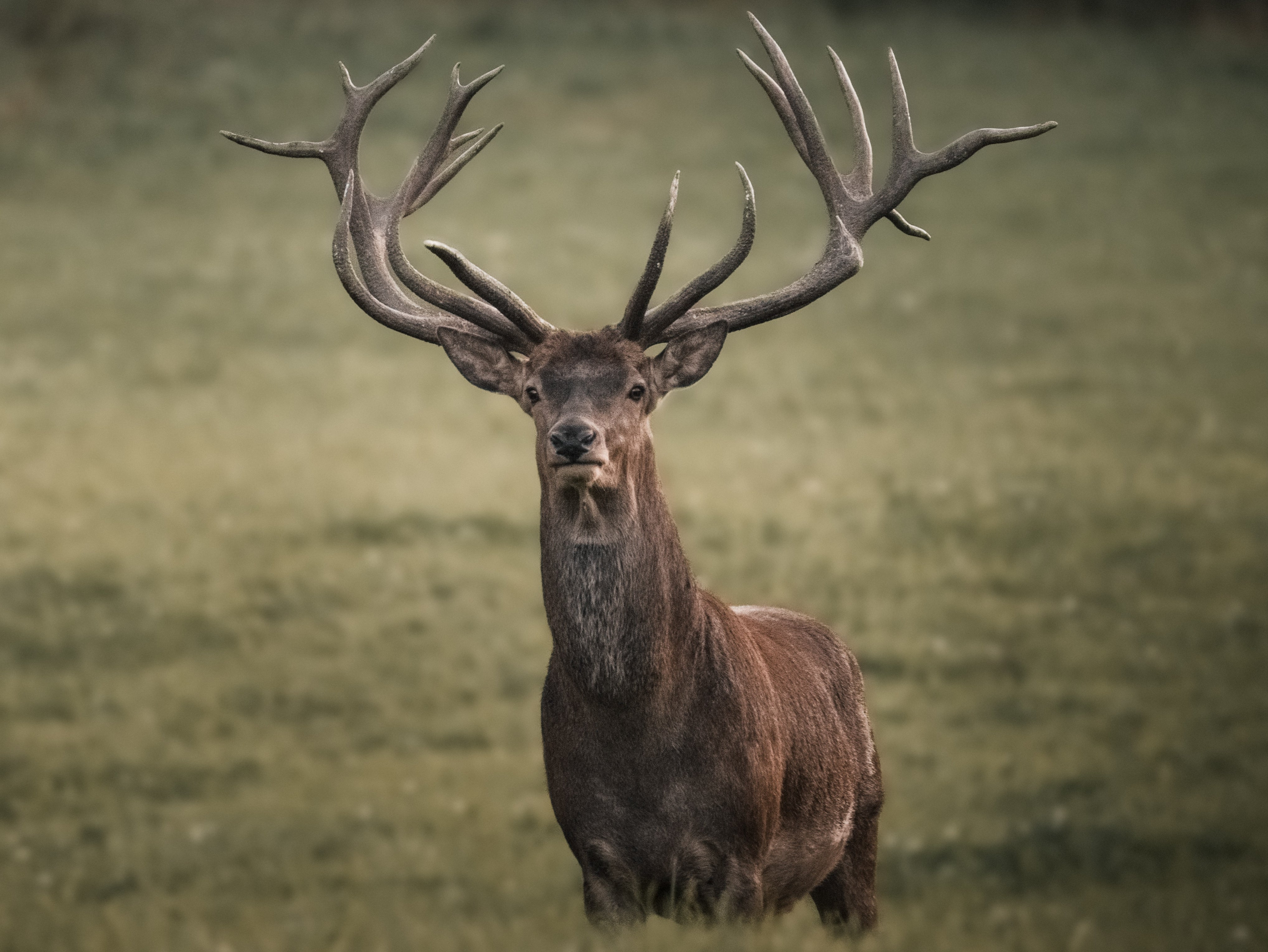 Stag hunting is still carried out in the UK