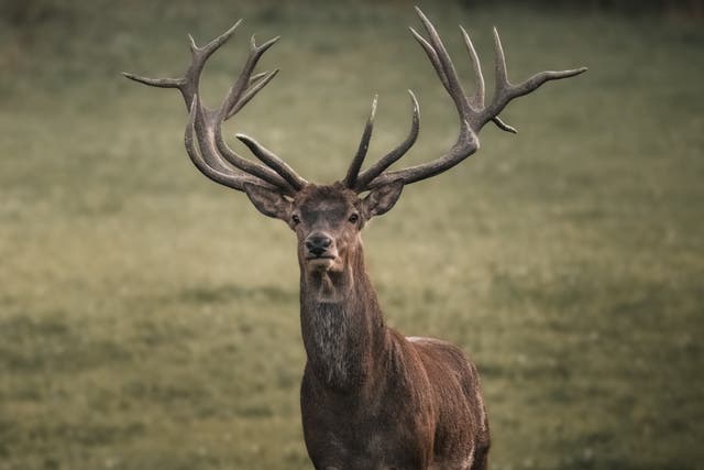 <p>Stag hunting is still carried out in the UK</p>