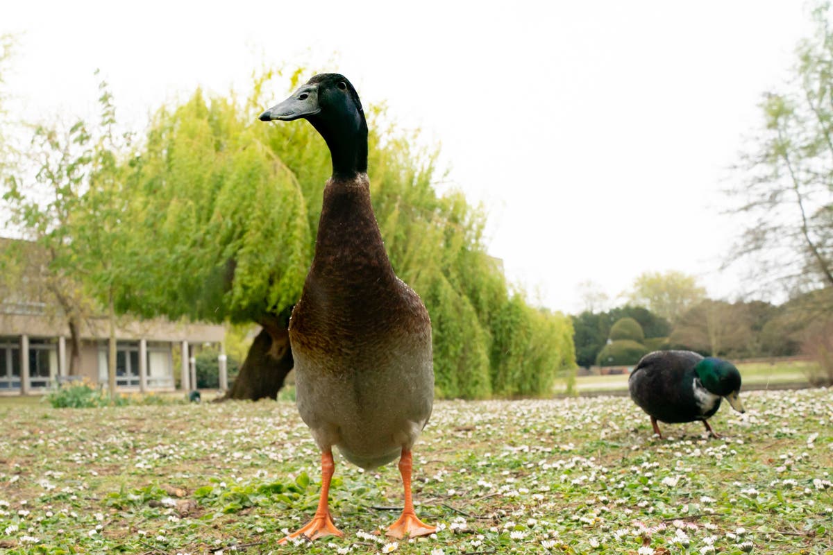 Famous University of York duck Long Boi feared to be dead