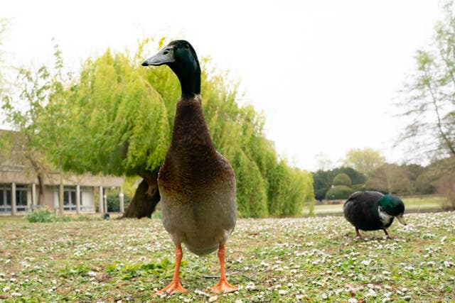 Long Boi, the York university campus duck (Danny Lawson/PA)