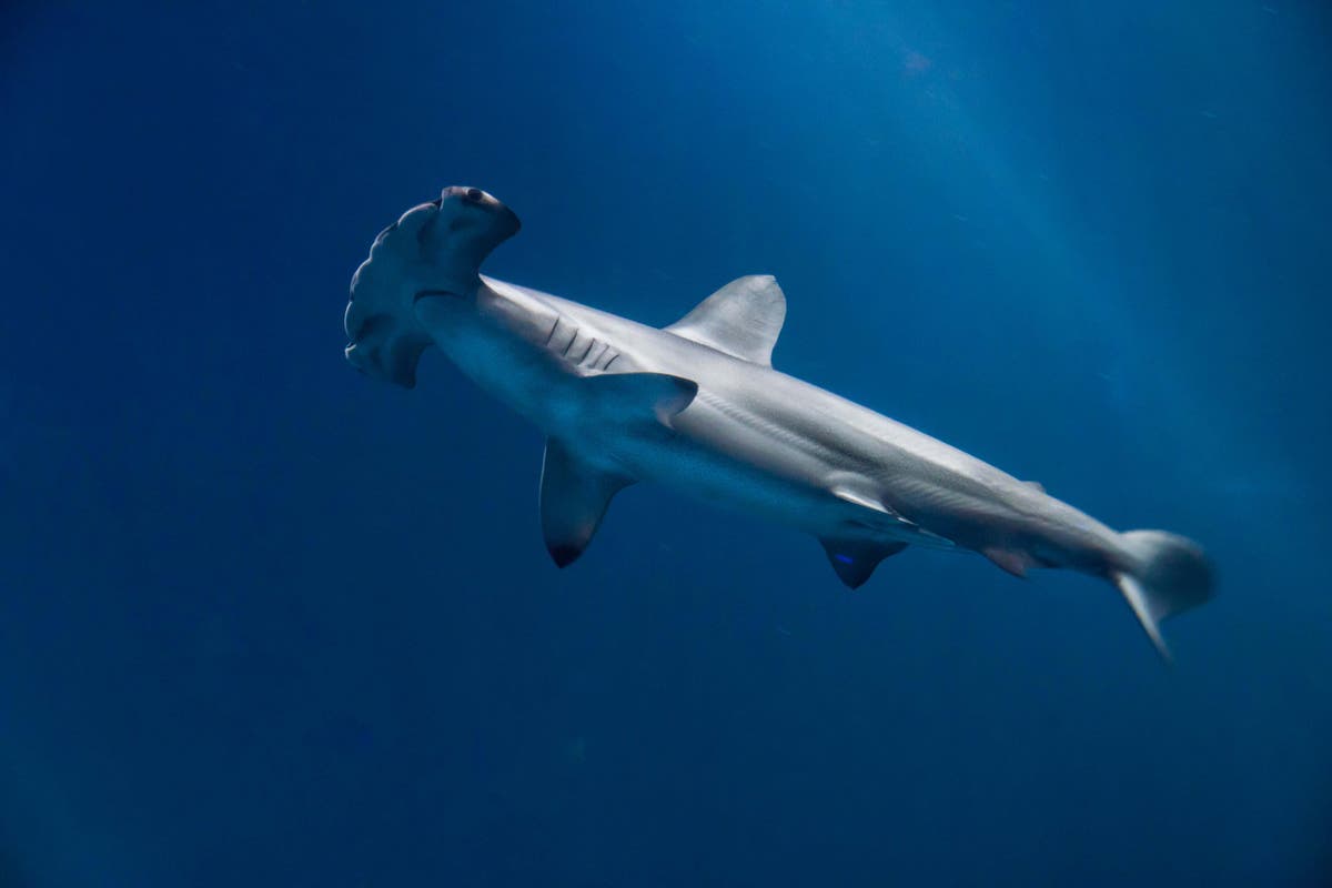 Hammerhead Sharks Utilize Breath-Holding Technique to Stay Warm While Diving into Frigid Waters