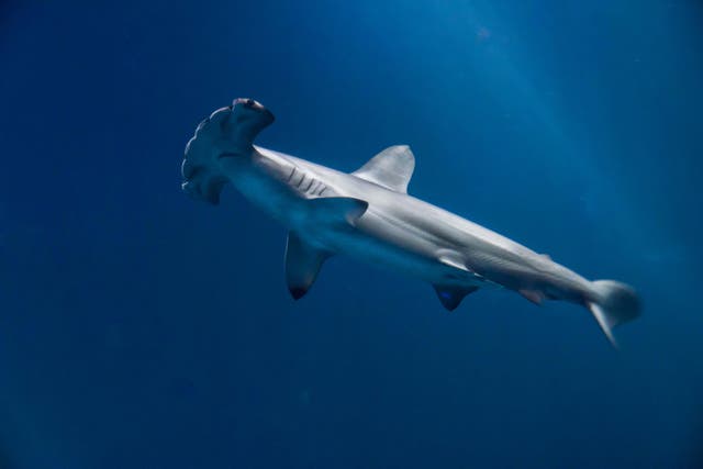 A young scalloped hammerhead shark (Alamy/PA)
