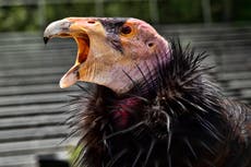 Vaccine authorized for emergency use in California condors amid bird flu outbreak