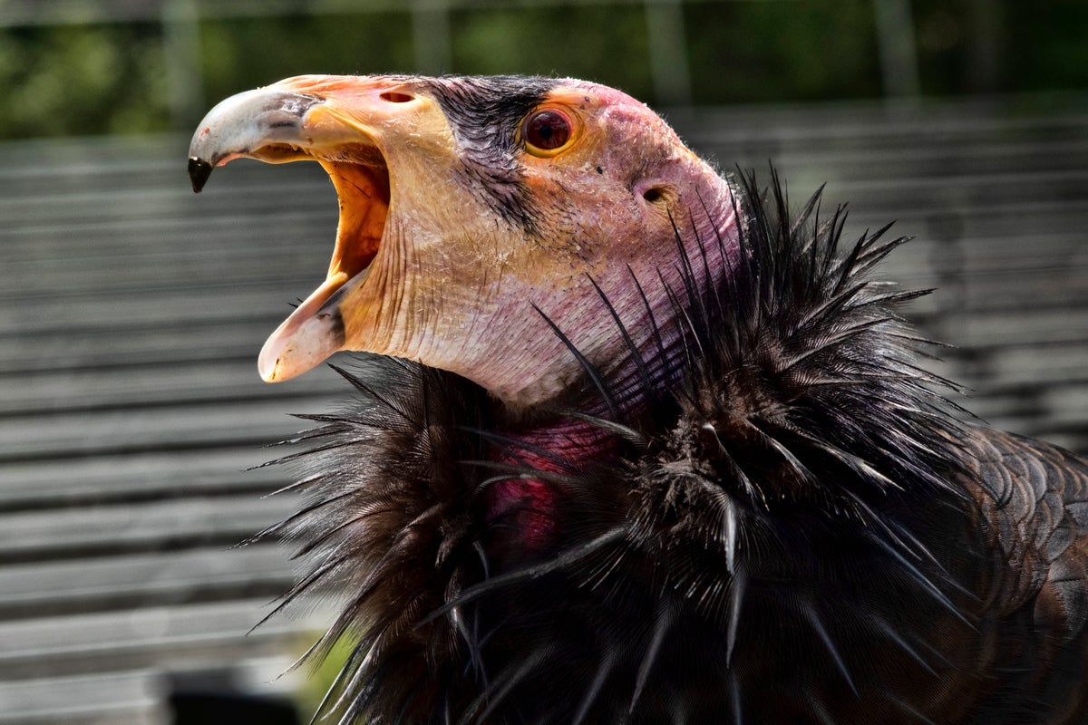 Vaccine authorized for emergency use in California condors amid bird flu outbreak