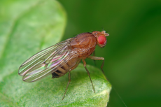 New study suggests feeling hungry could be linked to slower ageing
