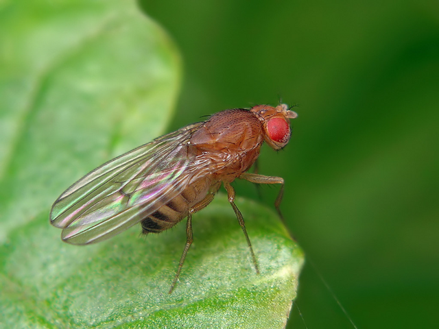 <p>The fruit fly Drosophila melanogaster</p>